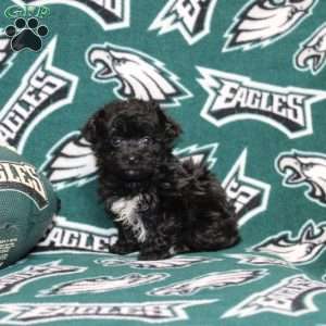 Orianna, Maltipoo Puppy